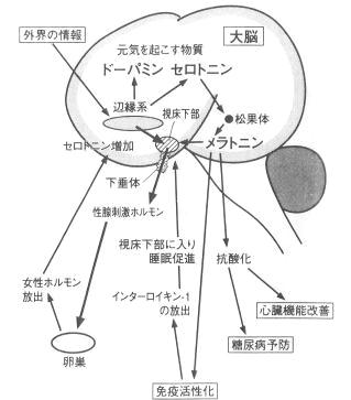 脳の画像